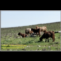 17440 04 052 Aphamea Syrien 2011.JPG